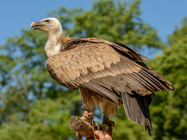 the house of vultures to do with the family