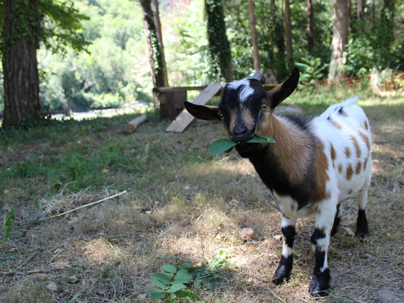 gorges tarn millau aveyron camping taranis chevre