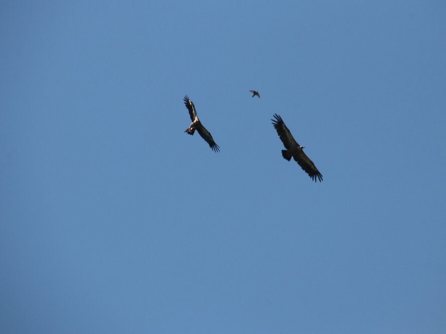 ballet des vautours jonte